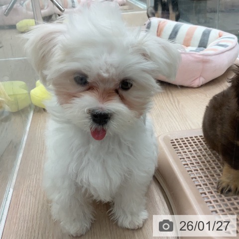 マルチーズの写真