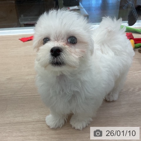 埼玉県のマルチーズ (ペットプラス 上尾店/2025年10月26日生まれ/男の子/ホワイト)の子犬の4枚目の画像