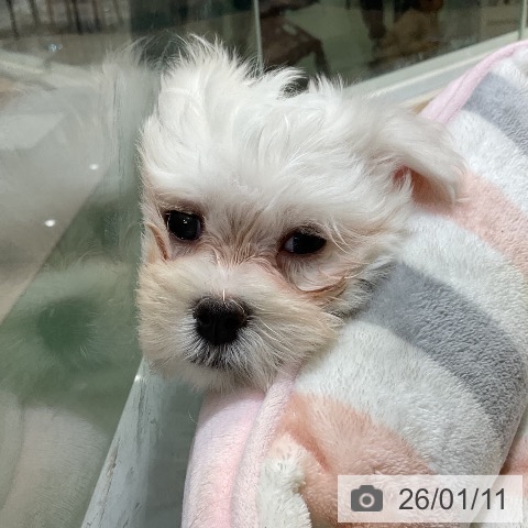 埼玉県のマルチーズ (ペットプラス 上尾店/2025年10月26日生まれ/男の子/ホワイト)の子犬の3枚目の画像