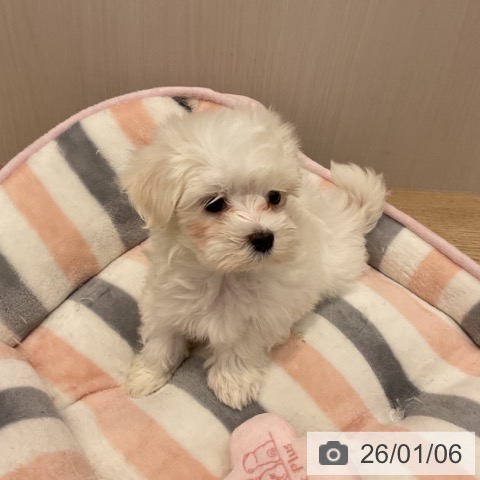 群馬県のマルチーズ (ペットプラス イオンモール太田店/2025年10月26日生まれ/男の子/ホワイト)の子犬の4枚目の画像