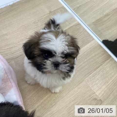 山梨県のシーズー (ペットプラス 甲府昭和店/2025年10月25日生まれ/女の子/ホワイトゴールド)の子犬の4枚目の画像