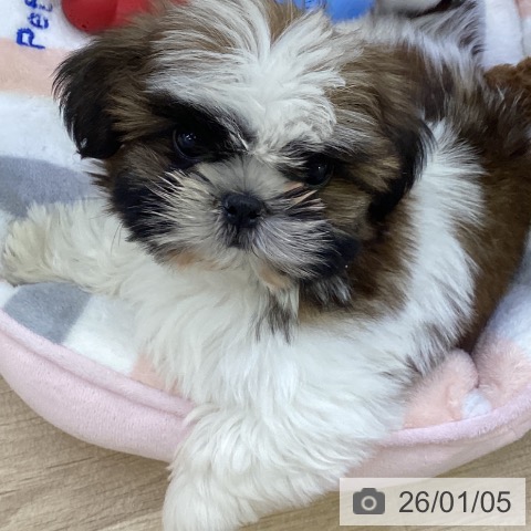 山梨県のシーズー (ペットプラス 甲府昭和店/2025年10月25日生まれ/女の子/ホワイトゴールド)の子犬の3枚目の画像