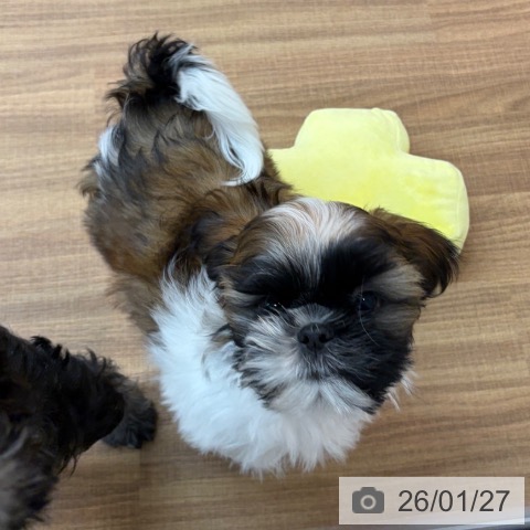 東京都のシーズー (ペッツワン 青梅インター店/2025年10月26日生まれ/男の子/ホワイトゴールド)の子犬の4枚目の画像