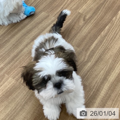 東京都のシーズー (ペッツワン 青梅インター店/2025年10月26日生まれ/男の子/ホワイトゴールド)の子犬の3枚目の画像