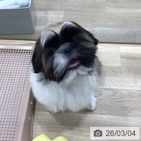 東京都のシーズー (ペットプラス 日の出店/2025年10月26日生まれ/男の子/ホワイトゴールド)の子犬の4枚目の画像