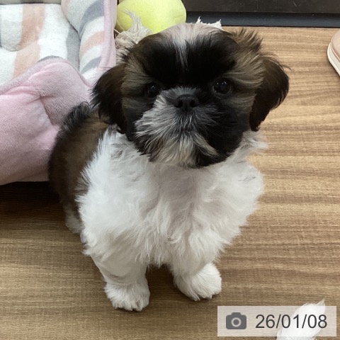 東京都のシーズー (ペッツワン 青梅インター店/2025年10月26日生まれ/男の子/ホワイトゴールド)の子犬の3枚目の画像