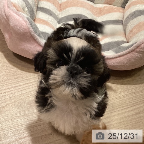 神奈川県のシーズー (ペットプラス 新百合丘店/2025年10月26日生まれ/男の子/ホワイトゴールド)の子犬の4枚目の画像