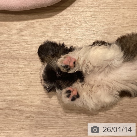 神奈川県のシーズー (ペットプラス 新百合丘店/2025年10月26日生まれ/男の子/ホワイトゴールド)の子犬の4枚目の画像