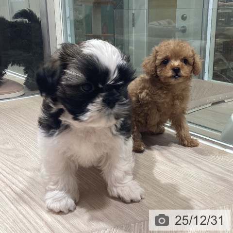 神奈川県のシーズー (ペットプラス 新百合丘店/2025年10月26日生まれ/男の子/ホワイトゴールド)の子犬の3枚目の画像