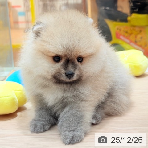 ポメラニアンの写真