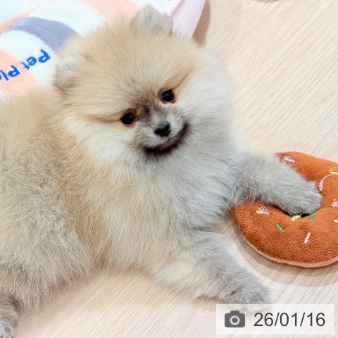 千葉県のポメラニアン (ペットプラス ユーカリが丘店/2025年10月26日生まれ/男の子/ウルフセーブル)の子犬の3枚目の画像
