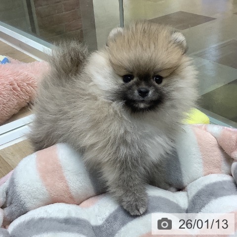 埼玉県のポメラニアン (ペットプラス ららぽーと新三郷店/2025年10月26日生まれ/女の子/ウルフセーブル)の子犬の3枚目の画像