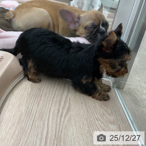 埼玉県のヨークシャーテリア (ペットプラス 上尾店/2025年10月23日生まれ/男の子/スチールブルータン)の子犬の4枚目の画像