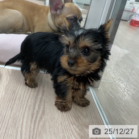 埼玉県のヨークシャーテリア (ペットプラス 上尾店/2025年10月23日生まれ/男の子/スチールブルータン)の子犬の3枚目の画像