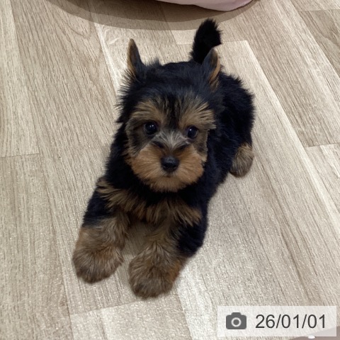 宮城県のヨークシャーテリア (ペットプラス 名取店/2025年10月23日生まれ/女の子/スチールブルータン)の子犬の4枚目の画像