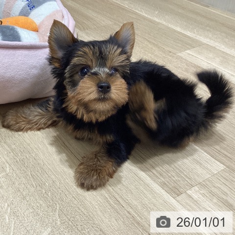 宮城県のヨークシャーテリア (ペットプラス 名取店/2025年10月23日生まれ/女の子/スチールブルータン)の子犬の3枚目の画像