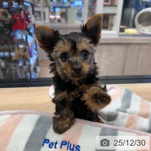 神奈川県のヨークシャーテリア (ペットプラス 武蔵小杉店/2025年10月23日生まれ/女の子/スチールブルータン)の子犬の4枚目の画像