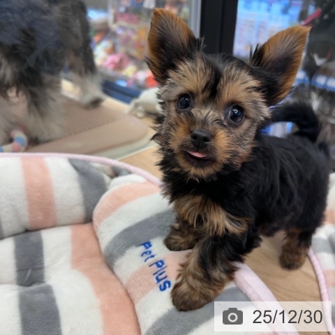 神奈川県のヨークシャーテリア (ペットプラス 武蔵小杉店/2025年10月23日生まれ/女の子/スチールブルータン)の子犬の3枚目の画像