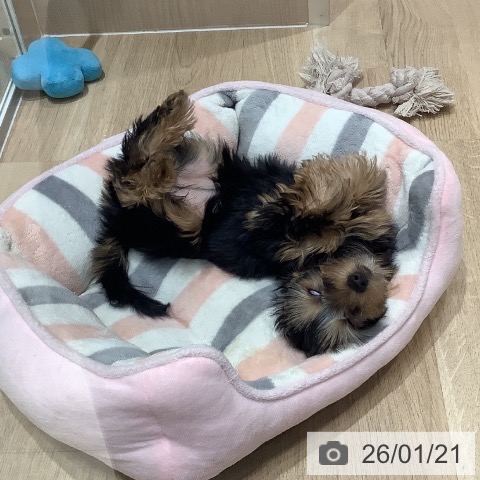 埼玉県のヨークシャーテリア (ペットプラス ららぽーと富士見店/2025年10月23日生まれ/女の子/スチールブルータン)の子犬の3枚目の画像