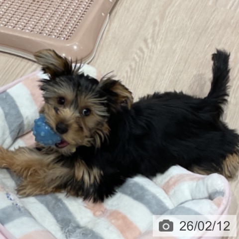 埼玉県のヨークシャーテリア (ペッツワン 新座店/2025年10月23日生まれ/女の子/スチールブルータン)の子犬の4枚目の画像