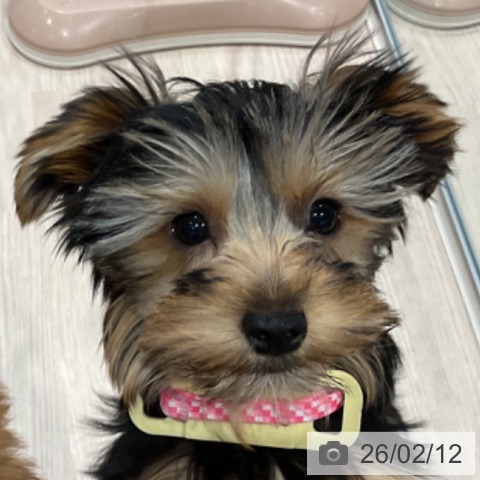 埼玉県のヨークシャーテリア (ペッツワン 新座店/2025年10月23日生まれ/女の子/スチールブルータン)の子犬の3枚目の画像