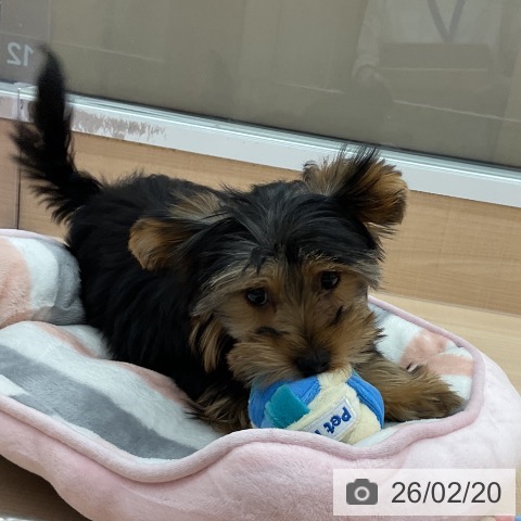 埼玉県のヨークシャーテリア (ペッツワン 浦和美園店/2025年10月23日生まれ/女の子/スチールブルータン)の子犬の3枚目の画像