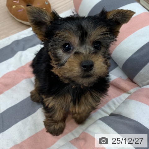 ヨークシャー・テリアの写真