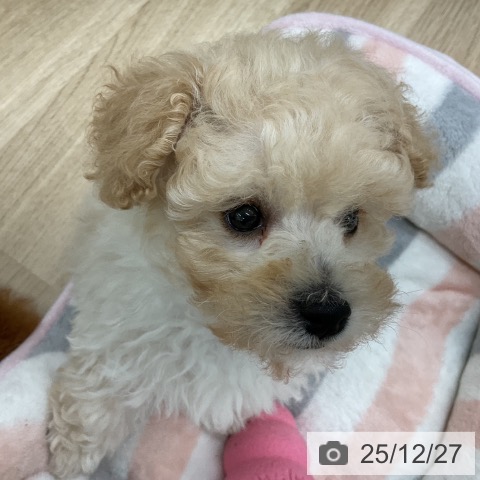 福島県のトイプードル(トイ) (ペットプラス 福島店/2025年10月25日生まれ/男の子/クリーム)の子犬の3枚目の画像