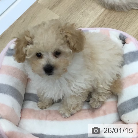 福島県のトイプードル(トイ) (ペットプラス 福島店/2025年10月25日生まれ/男の子/クリーム)の子犬の3枚目の画像