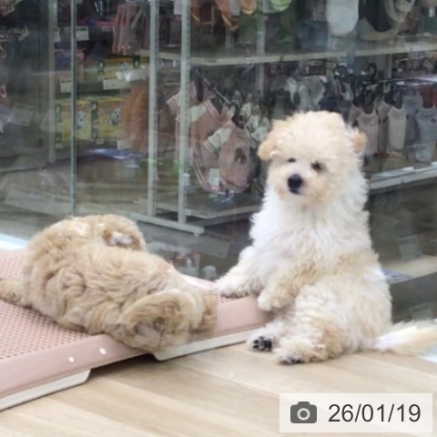 福島県のトイプードル(トイ) (ペットプラス 福島店/2025年10月25日生まれ/男の子/クリーム)の子犬の3枚目の画像