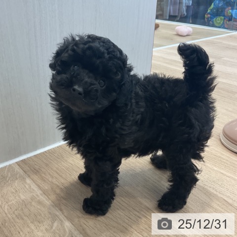 神奈川県のトイプードル(トイ) (ペットプラス テラスモール湘南店/2025年10月19日生まれ/女の子/ブラック)の子犬の4枚目の画像