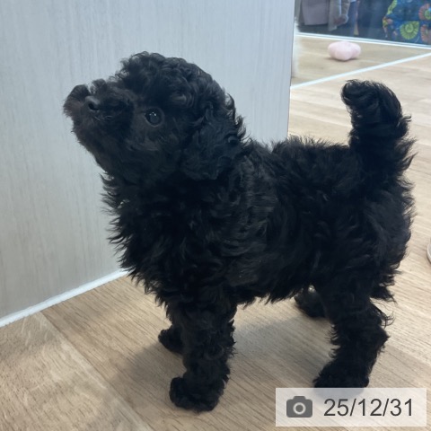 神奈川県のトイプードル(トイ) (ペットプラス テラスモール湘南店/2025年10月19日生まれ/女の子/ブラック)の子犬の3枚目の画像