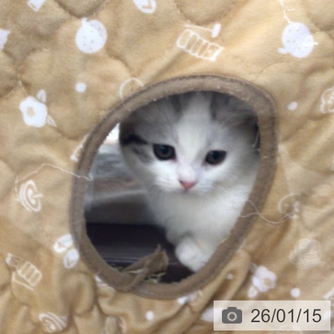 埼玉県のマンチカン (ペットプラス 浦和美園店/2025年10月26日生まれ/女の子/シルバータビーホワイト)の子猫の4枚目の画像