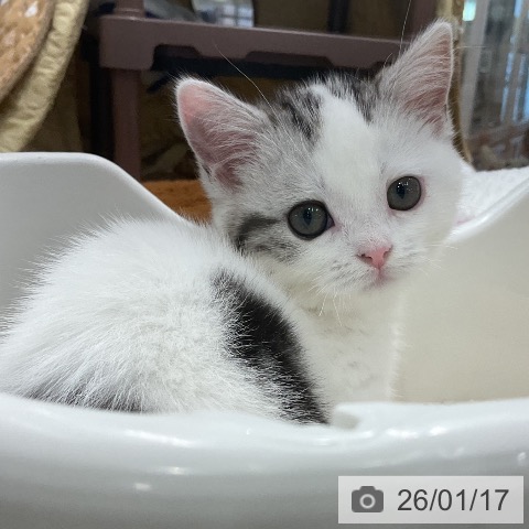 埼玉県のマンチカン (ペットプラス 浦和美園店/2025年10月26日生まれ/女の子/シルバータビーホワイト)の子猫の3枚目の画像