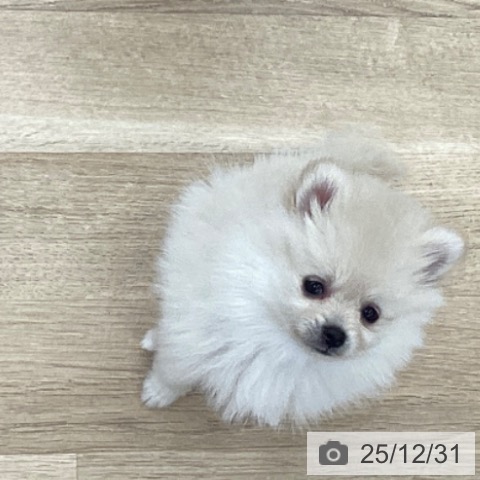 千葉県のポメラニアン (ペットプラス 船橋店/2025年10月27日生まれ/女の子/クリーム)の子犬の4枚目の画像