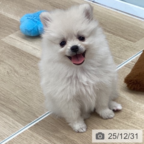 千葉県のポメラニアン (ペットプラス 船橋店/2025年10月27日生まれ/女の子/クリーム)の子犬の3枚目の画像