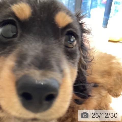 ミニチュア・ダックスフンドの写真