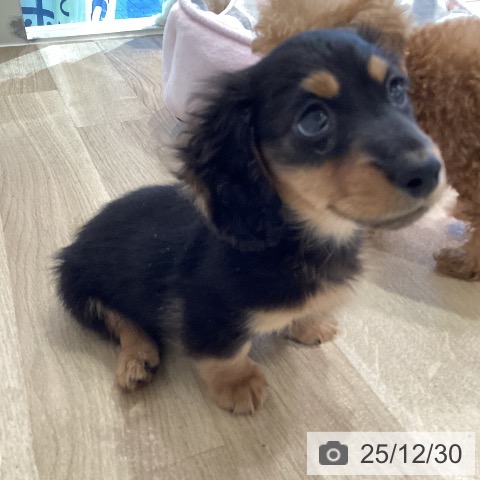 ミニチュア・ダックスフンドの写真