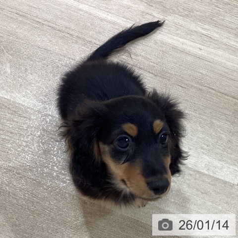 神奈川県のミニチュアダックスフンド(ロング) (ペットプラス ゆめが丘ソラトス店/2025年10月18日生まれ/男の子/ブラックタン)の子犬の4枚目の画像