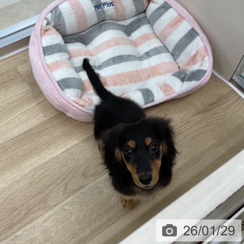 神奈川県のミニチュアダックスフンド(ロング) (ペットプラス アミーゴ藤沢店/2025年10月18日生まれ/男の子/ブラックタン)の子犬の4枚目の画像