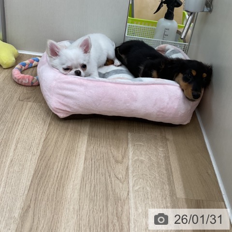 神奈川県のミニチュアダックスフンド(ロング) (ペットプラス アミーゴ藤沢店/2025年10月18日生まれ/男の子/ブラックタン)の子犬の4枚目の画像