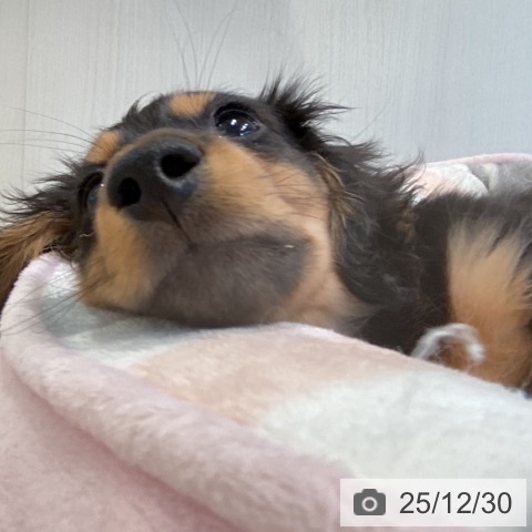 神奈川県のミニチュアダックスフンド(ロング) (ペットプラス ゆめが丘ソラトス店/2025年10月18日生まれ/男の子/ブラックタン)の子犬の3枚目の画像