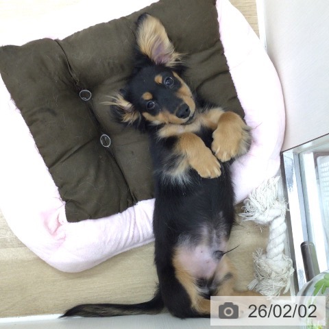 神奈川県のミニチュアダックスフンド(ロング) (ペットプラス アミーゴ藤沢店/2025年10月18日生まれ/男の子/ブラックタン)の子犬の3枚目の画像