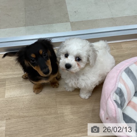 神奈川県のミニチュアダックスフンド(ロング) (ペットプラス アミーゴ藤沢店/2025年10月18日生まれ/男の子/ブラックタン)の子犬の3枚目の画像