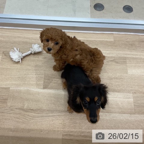 神奈川県のミニチュアダックスフンド(ロング) (ペットプラス アミーゴ藤沢店/2025年10月18日生まれ/男の子/ブラックタン)の子犬の3枚目の画像