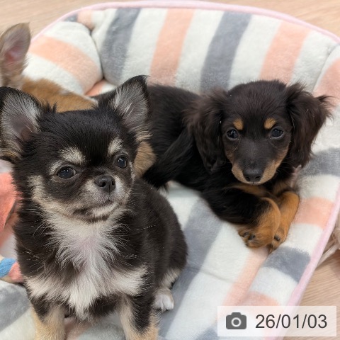 東京都のミニチュアダックスフンド(ロング) (ペットプラス 多摩平の森店/2025年10月18日生まれ/女の子/ブラックタン)の子犬の3枚目の画像