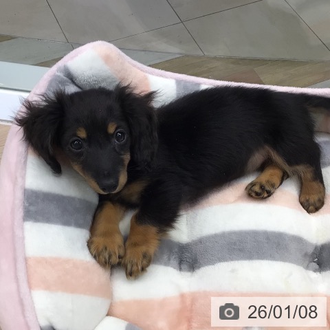 東京都のミニチュアダックスフンド(ロング) (ペットプラス 多摩平の森店/2025年10月18日生まれ/女の子/ブラックタン)の子犬の3枚目の画像