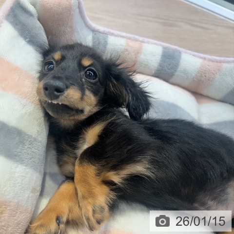 東京都のミニチュアダックスフンド(ロング) (ペットプラス 多摩平の森店/2025年10月18日生まれ/女の子/ブラックタン)の子犬の3枚目の画像