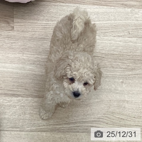 千葉県のトイプードル(トイ) (ペットプラス 船橋店/2025年10月27日生まれ/男の子/アプリコット)の子犬の3枚目の画像