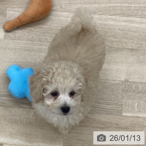 千葉県のトイプードル(トイ) (ペットプラス 船橋店/2025年10月27日生まれ/男の子/アプリコット)の子犬の4枚目の画像